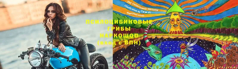 хочу   Псков  Псилоцибиновые грибы Psilocybe 